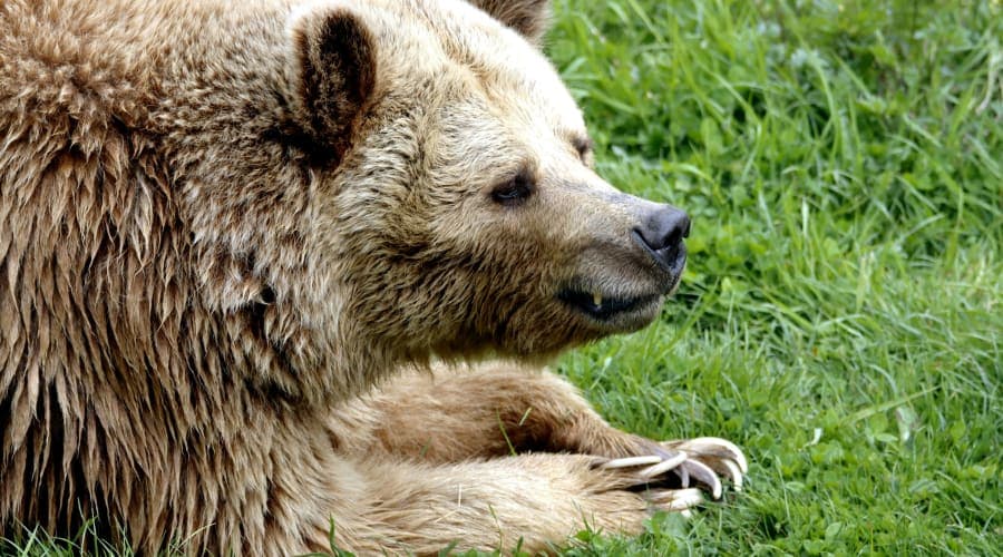 Jeune ours brun dans son habitat montagnard pyrénéen