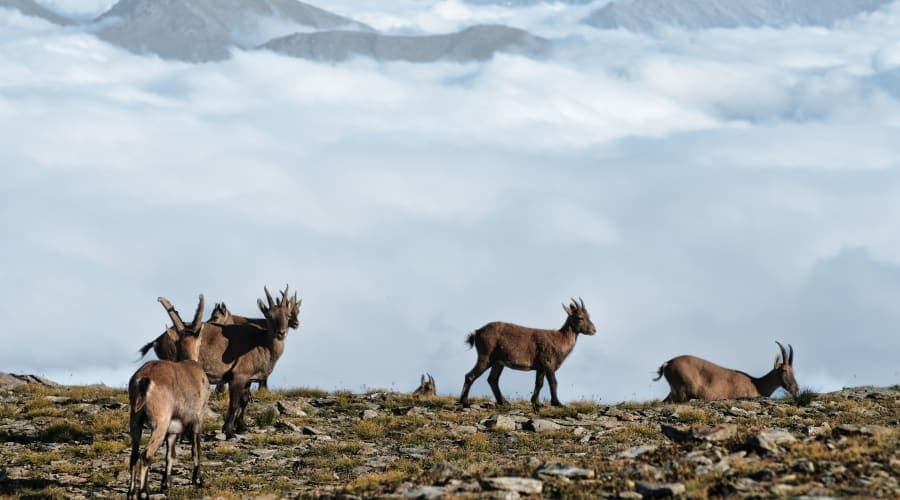 Isard, mammifère emblématique des Pyrénées, dans son habitat naturel