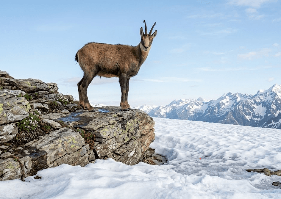 Isard dans son habitat naturel pyrénéen